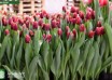 Tulipa Armani ® (2)
